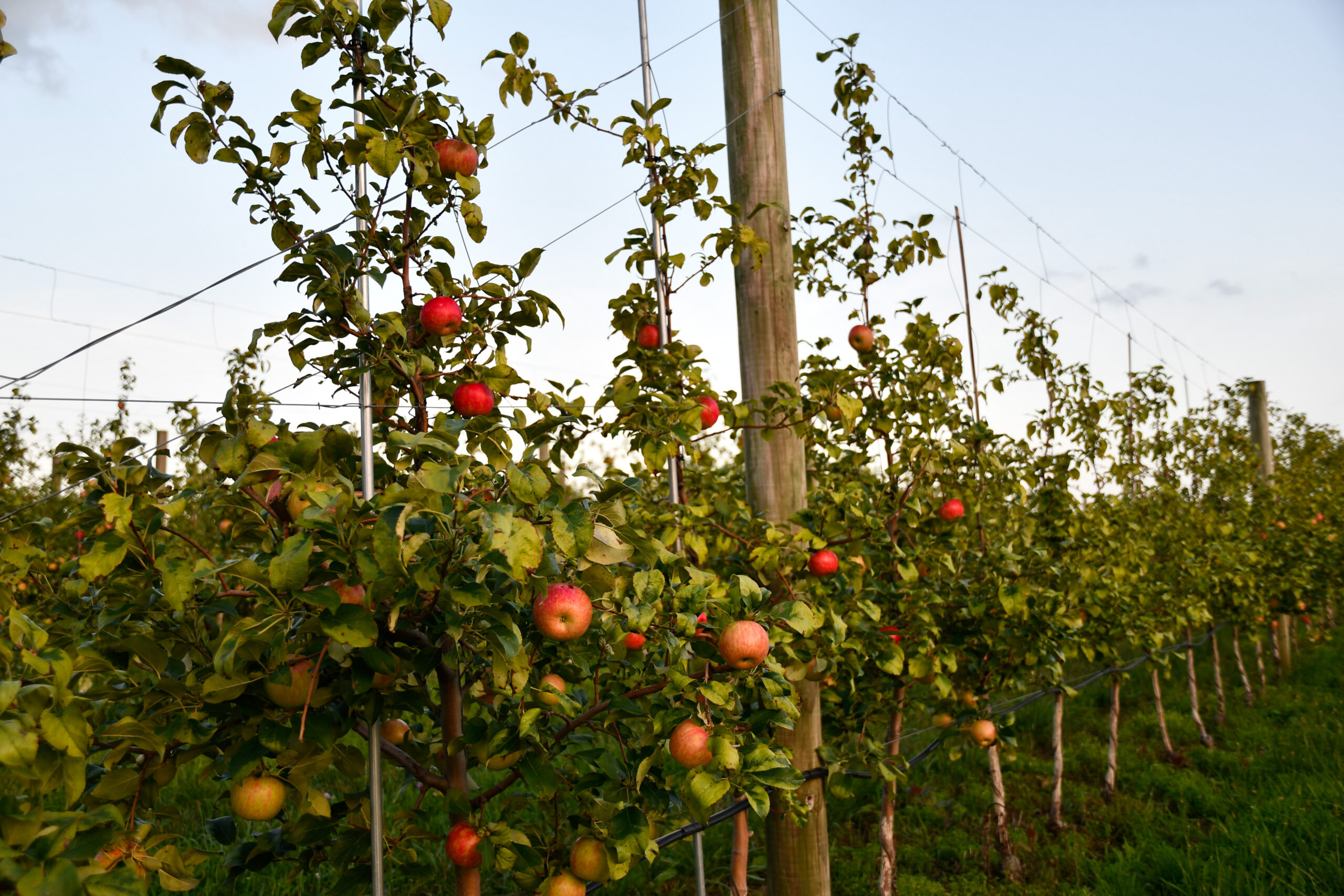 Lynd Fruit Farm holds onto fall traditions as the big city moves deeper into rural Licking