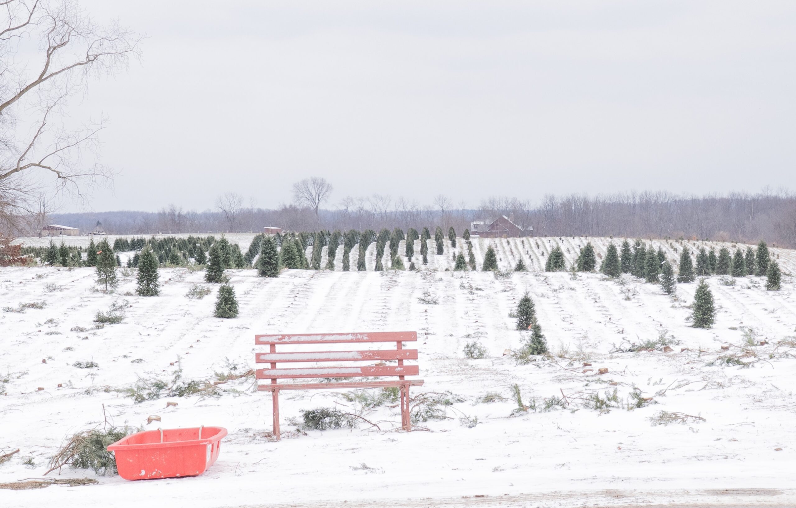 Some Licking County tree farms plan for next year while others